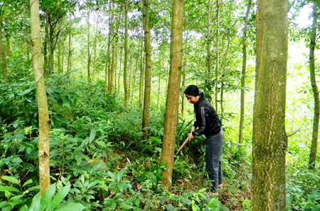 Quang Ninh Priorité au développement des forêts d arbres de très grande taille